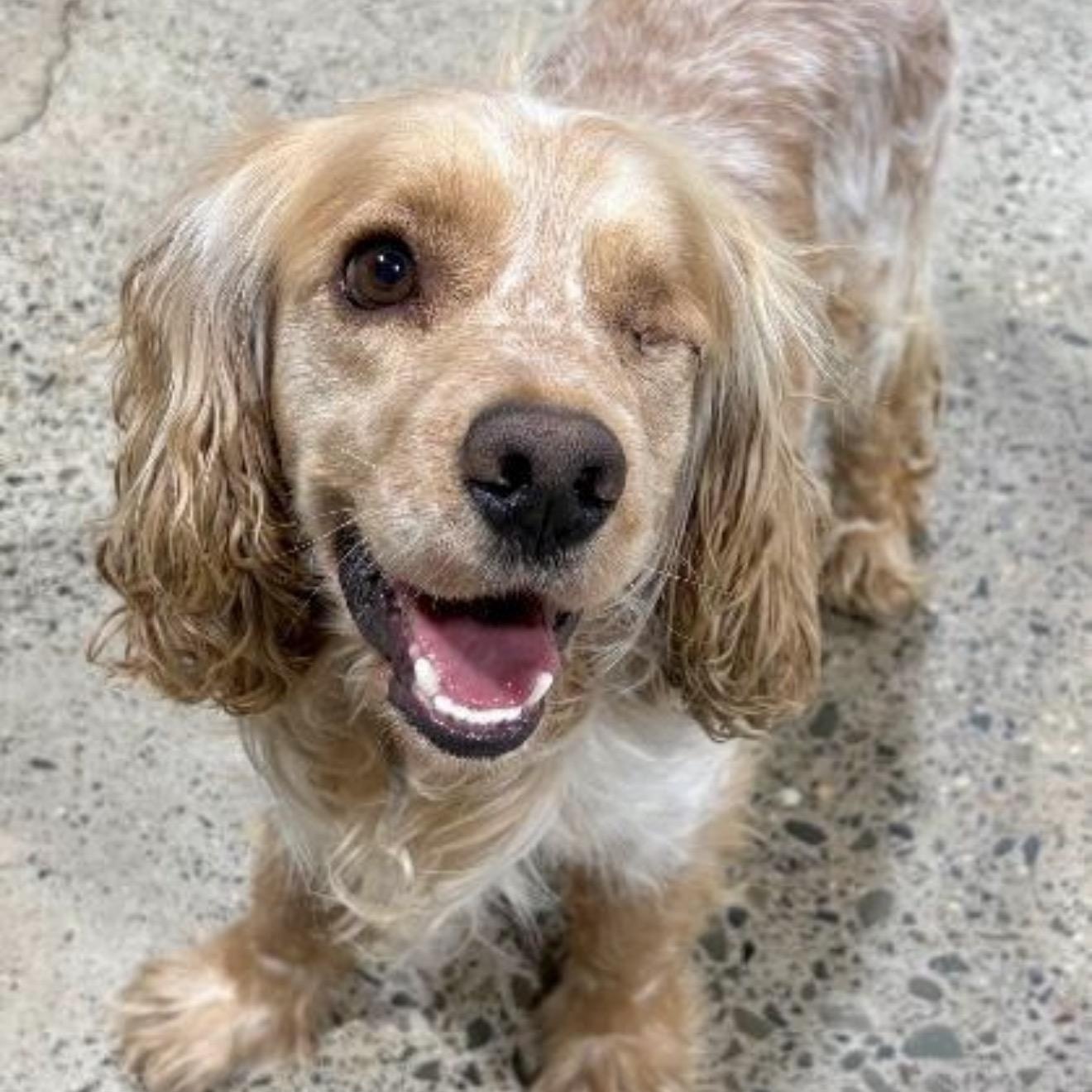 Rudy, ADOPTABLE, Adult Male Cocker Spaniel.