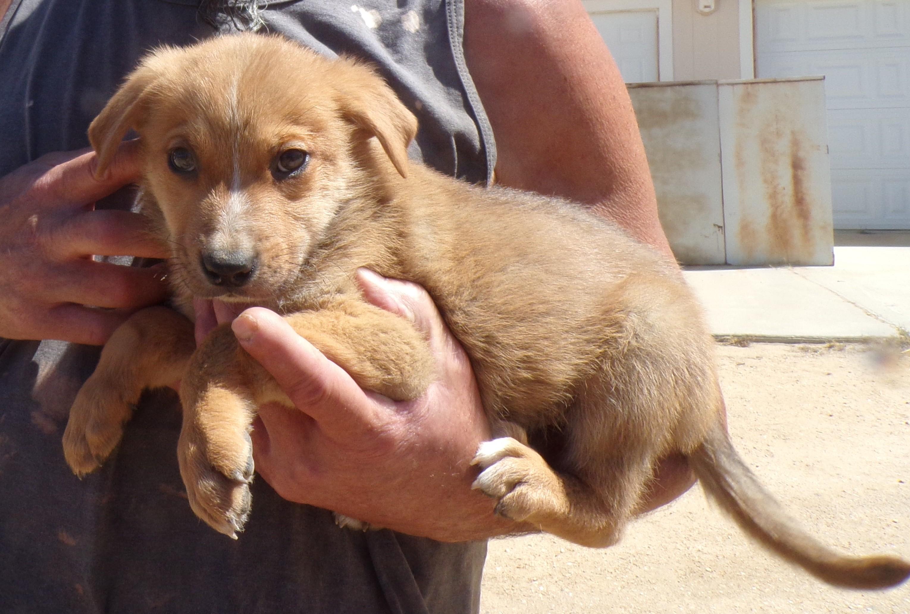 OTF PUPS C, Baby Male Labrador Retriever