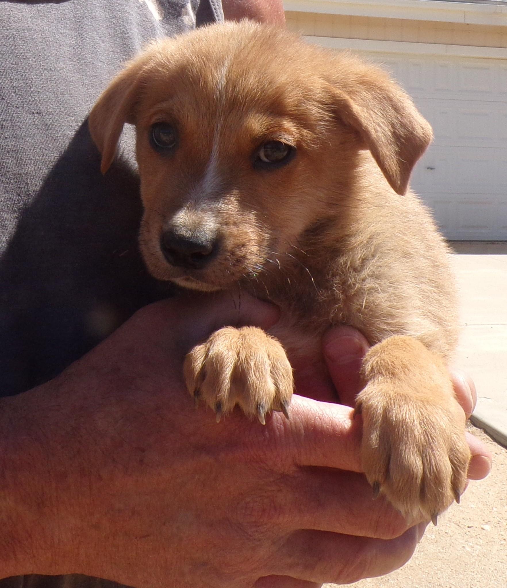 OTF PUPS C photo 3
