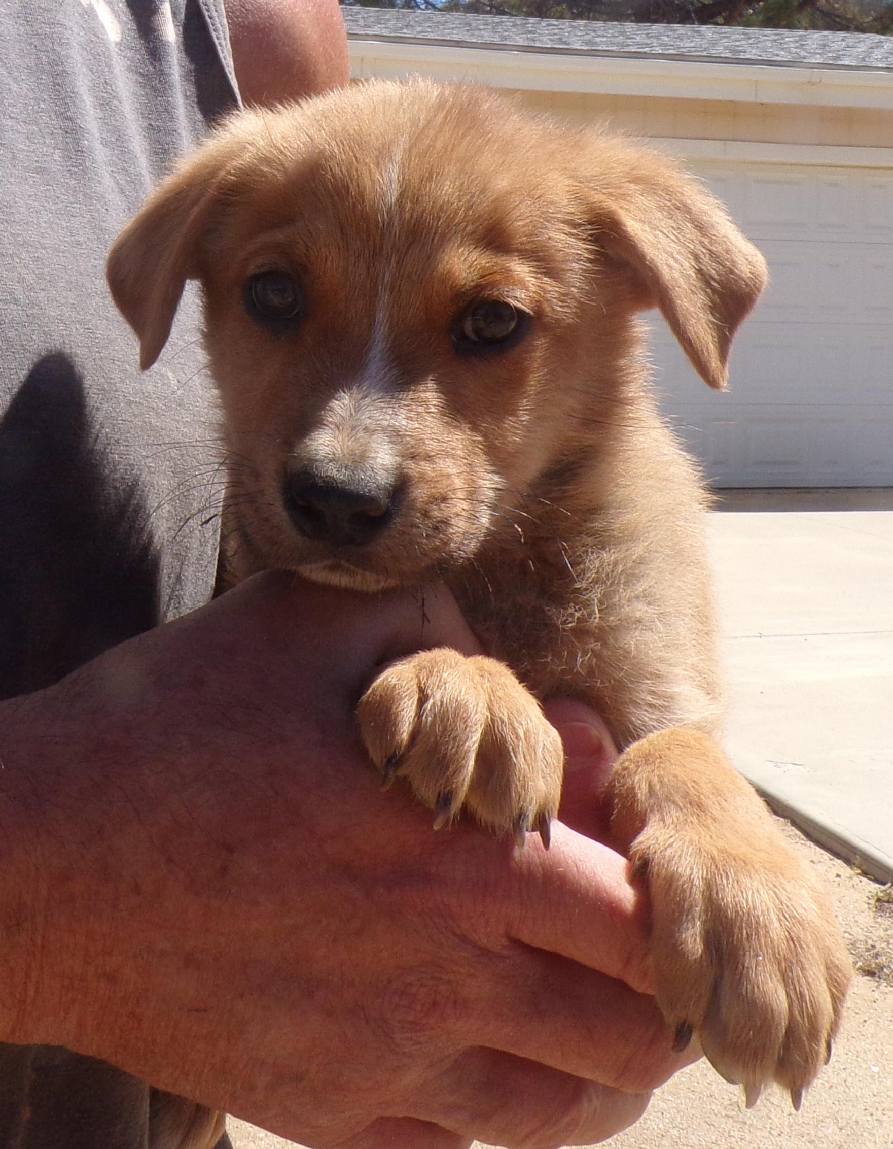 OTF PUPS C photo 2