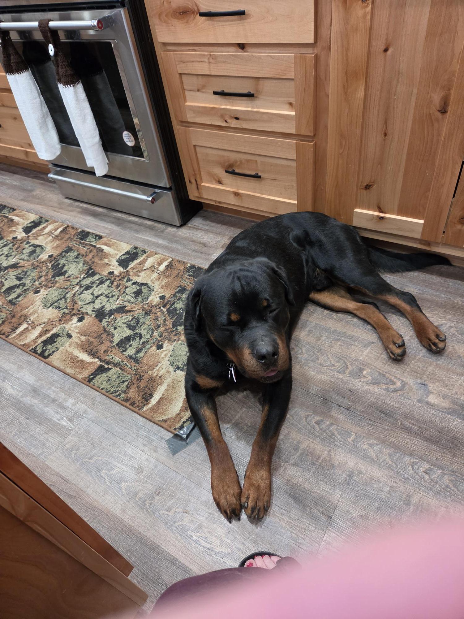 Enlarge Bongino (Gino), a ADOPTABLE Rottweiler in Cody, WY image 1/1