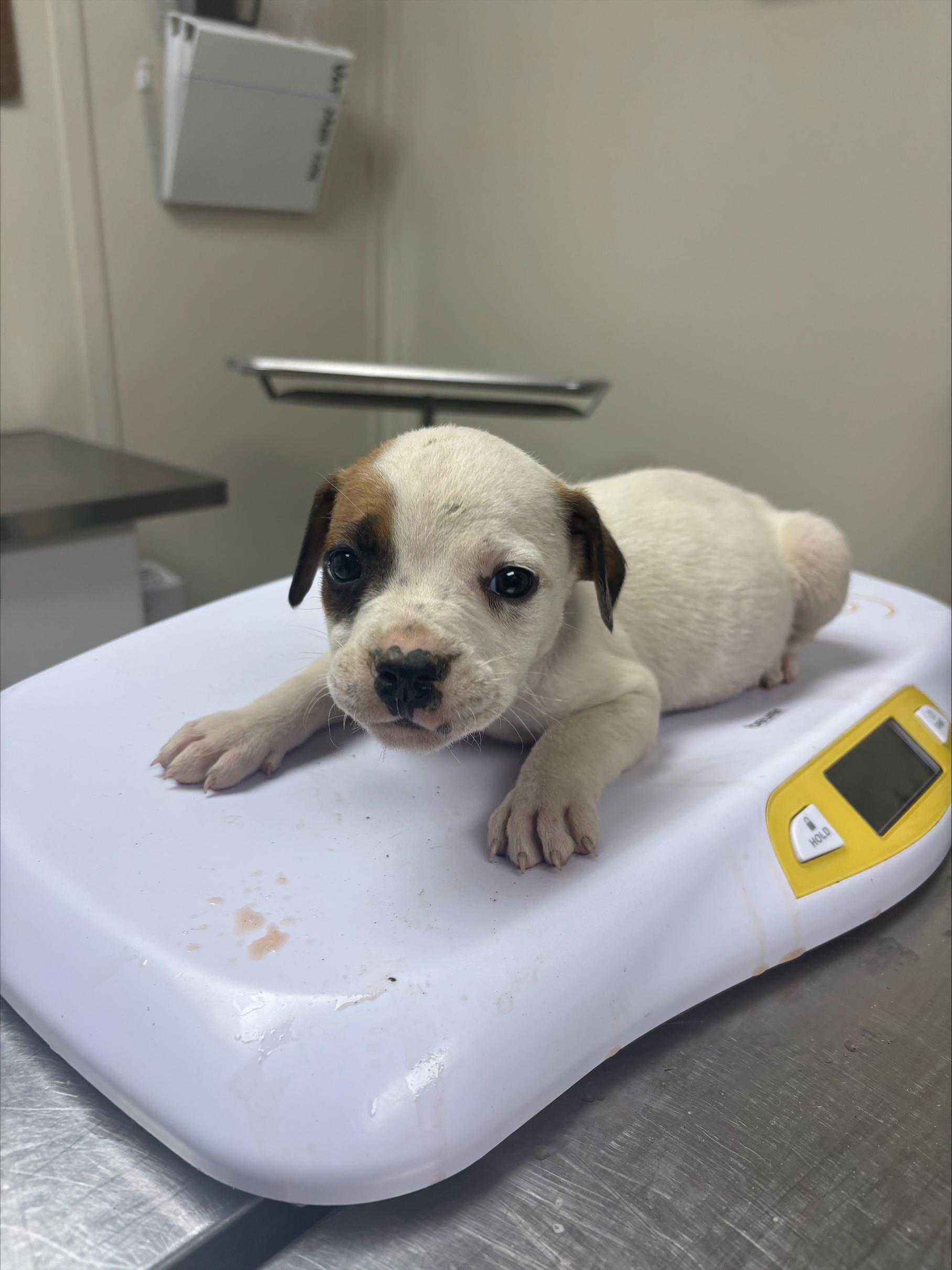 Enlarge Britt, a ADOPTABLE mixed breed in Conway, AR image 1/1