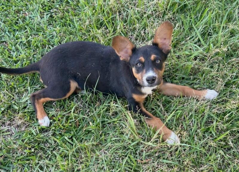 Delta, Adoptable, Puppy Female Corgi.