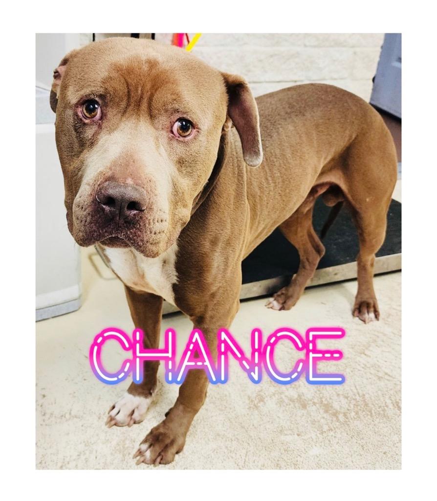 Chance, ADOPTABLE, Adult Male Pit Bull Terrier.