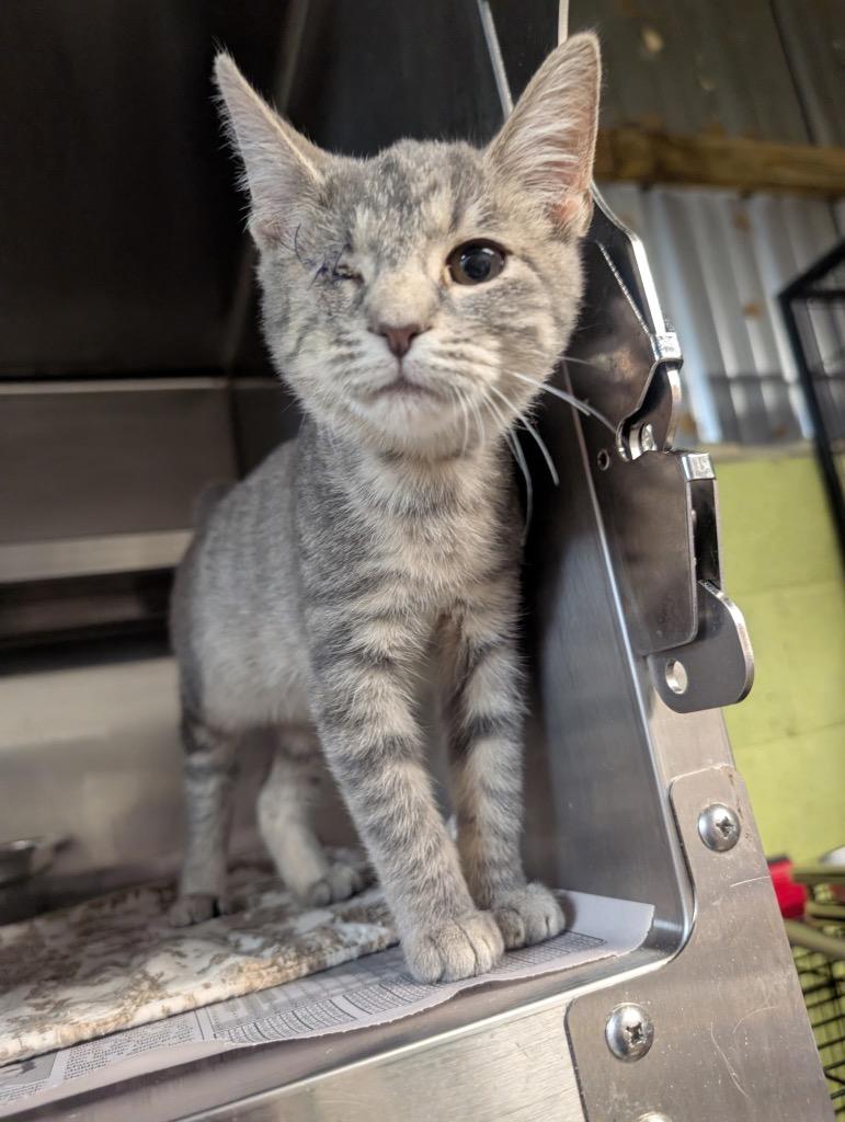 Enlarge MuMu, a Adopted mixed breed in Shelbyville, TN image 1/1