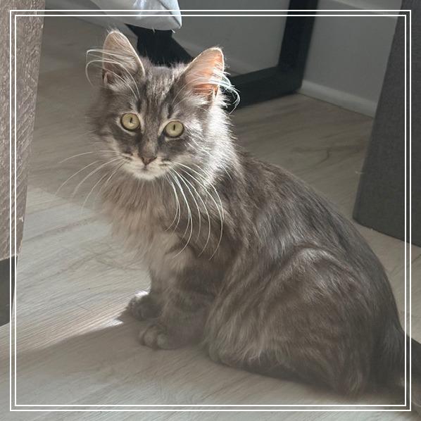 Enlarge Callum, a Adoptable Domestic Long Hair in Panama City Beach, FL image 1/6