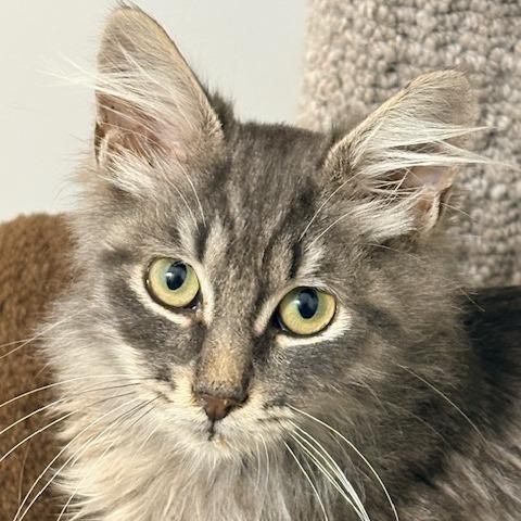 Enlarge Callum, a Adoptable Domestic Long Hair in Panama City Beach, FL image 2/6