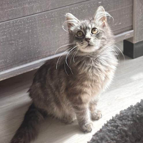 Enlarge Callum, a Adoptable Domestic Long Hair in Panama City Beach, FL image 3/6