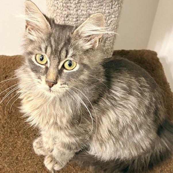 Enlarge Callum, a Adoptable Domestic Long Hair in Panama City Beach, FL image 4/6