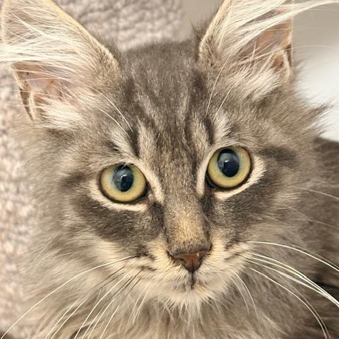 Enlarge Callum, a Adoptable Domestic Long Hair in Panama City Beach, FL image 5/6
