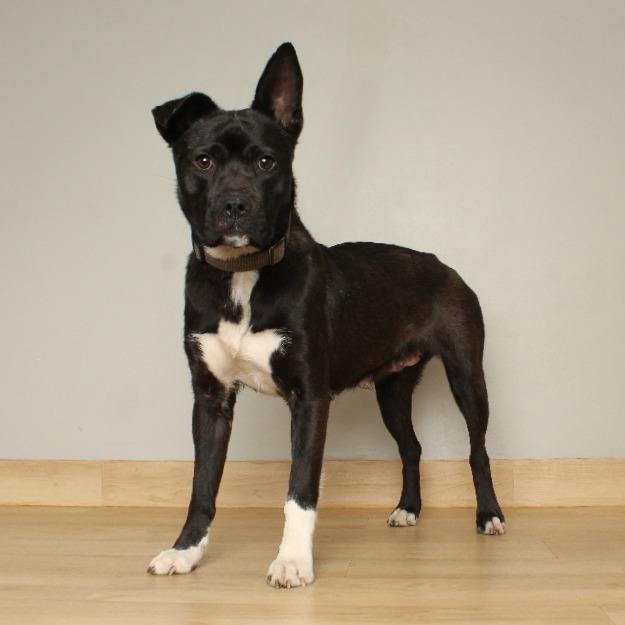 Godiva D68078, Adoptable, Young Female Pit Bull Terrier.