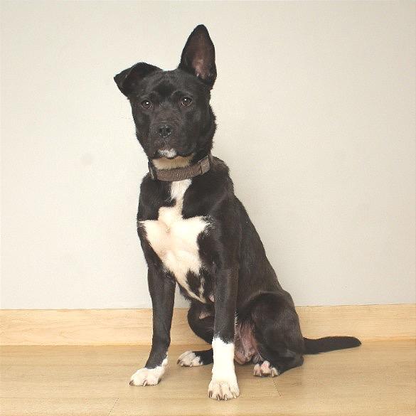 Enlarge Godiva D68078, a Adoptable Pit Bull Terrier in Minnetonka, MN image 2/6