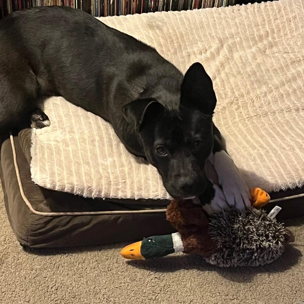 Enlarge Godiva D68078, a Adoptable Pit Bull Terrier in Minnetonka, MN image 3/6