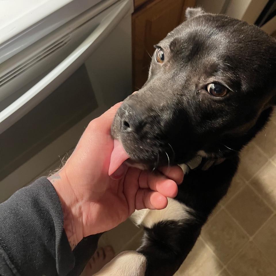 Enlarge Godiva D68078, a Adoptable Pit Bull Terrier in Minnetonka, MN image 4/6