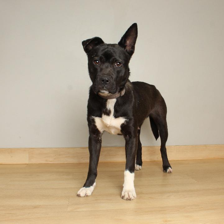 Enlarge Godiva D68078, a Adoptable Pit Bull Terrier in Minnetonka, MN image 5/6