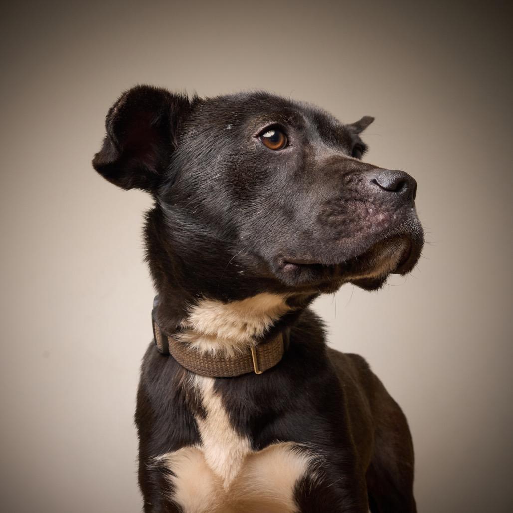 Enlarge Godiva D68078, a Adoptable Pit Bull Terrier in Minnetonka, MN image 6/6