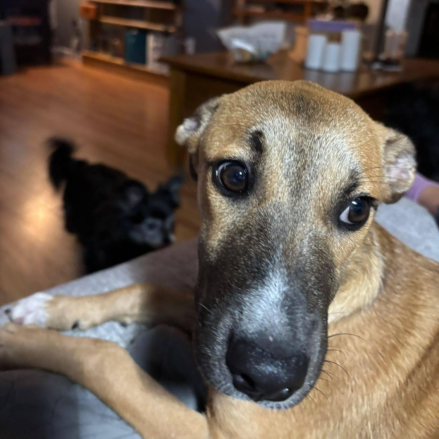 Iris, an adopted mixed breed in Williamsburg, ON image 3/4