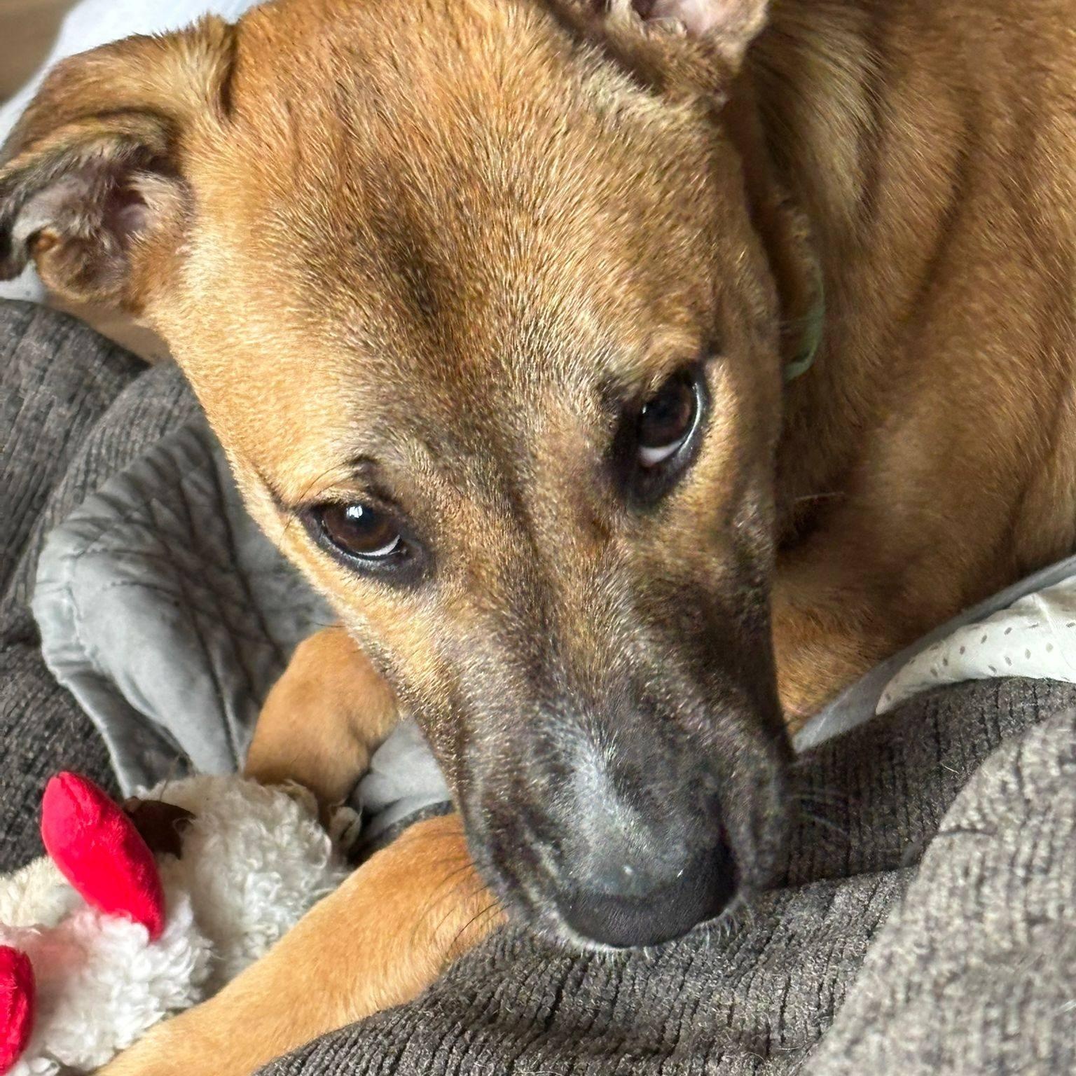 Iris, an adopted mixed breed in Williamsburg, ON image 4/4