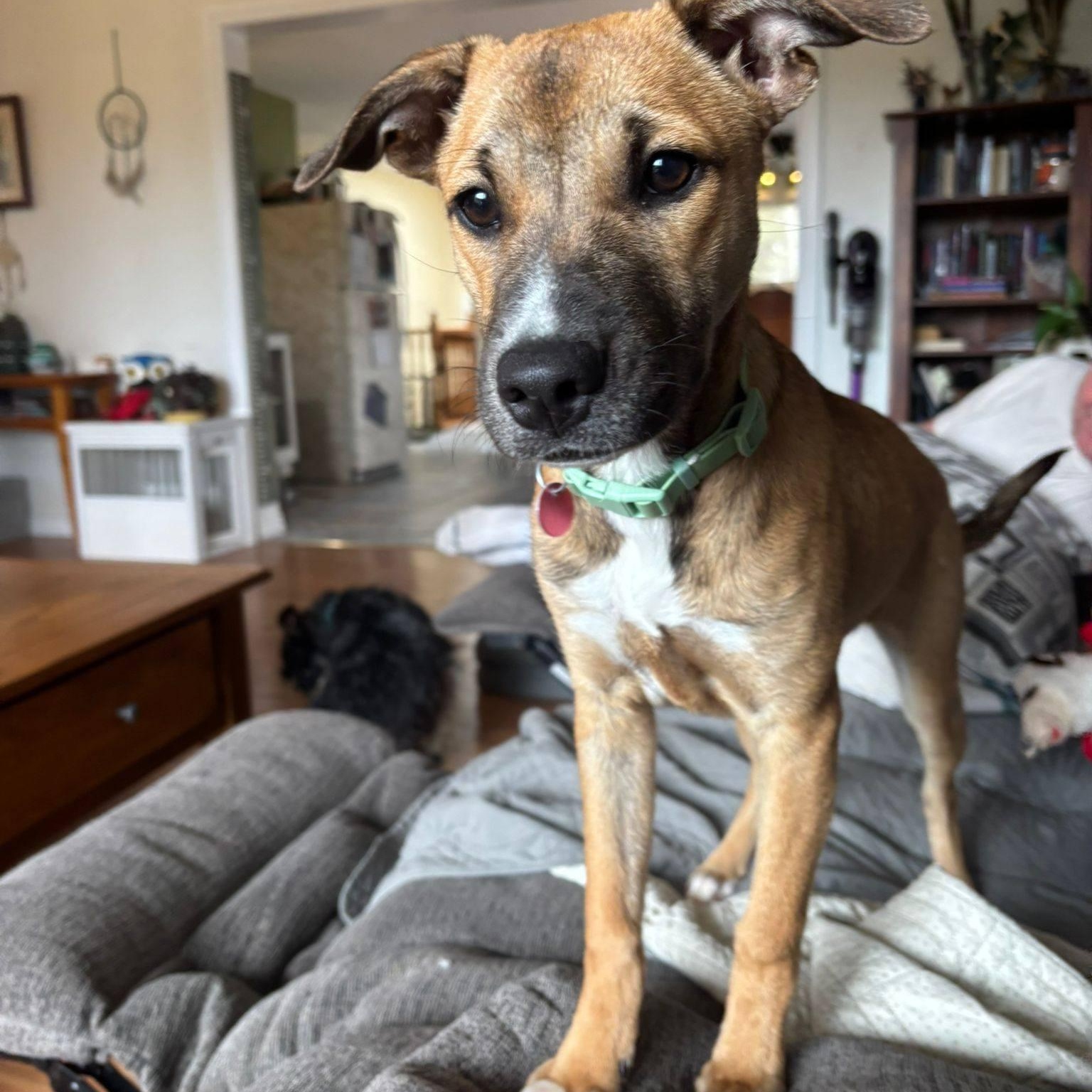 Iris, adopted, Puppy Female Hound.