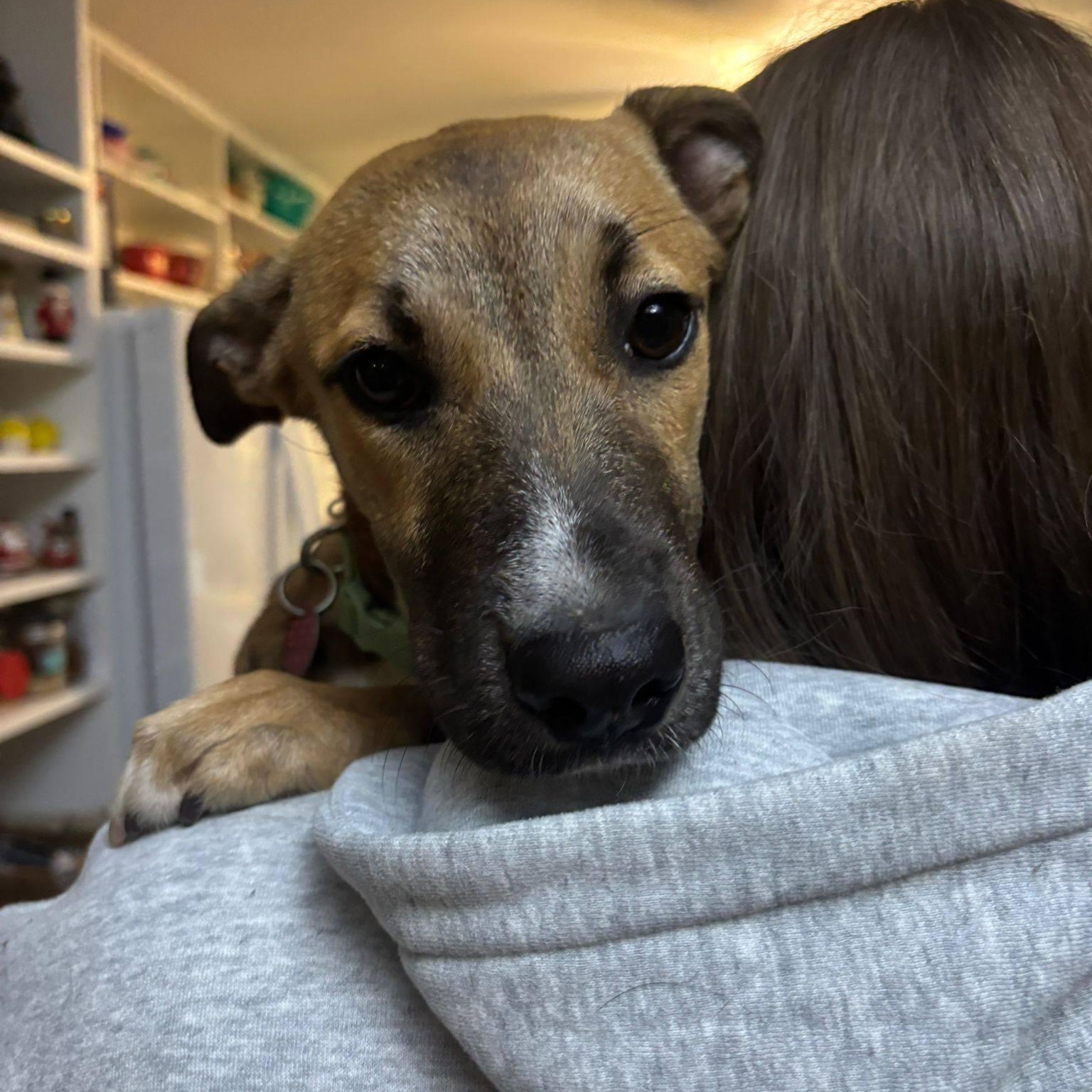 Iris, an adopted mixed breed in Williamsburg, ON image 2/4