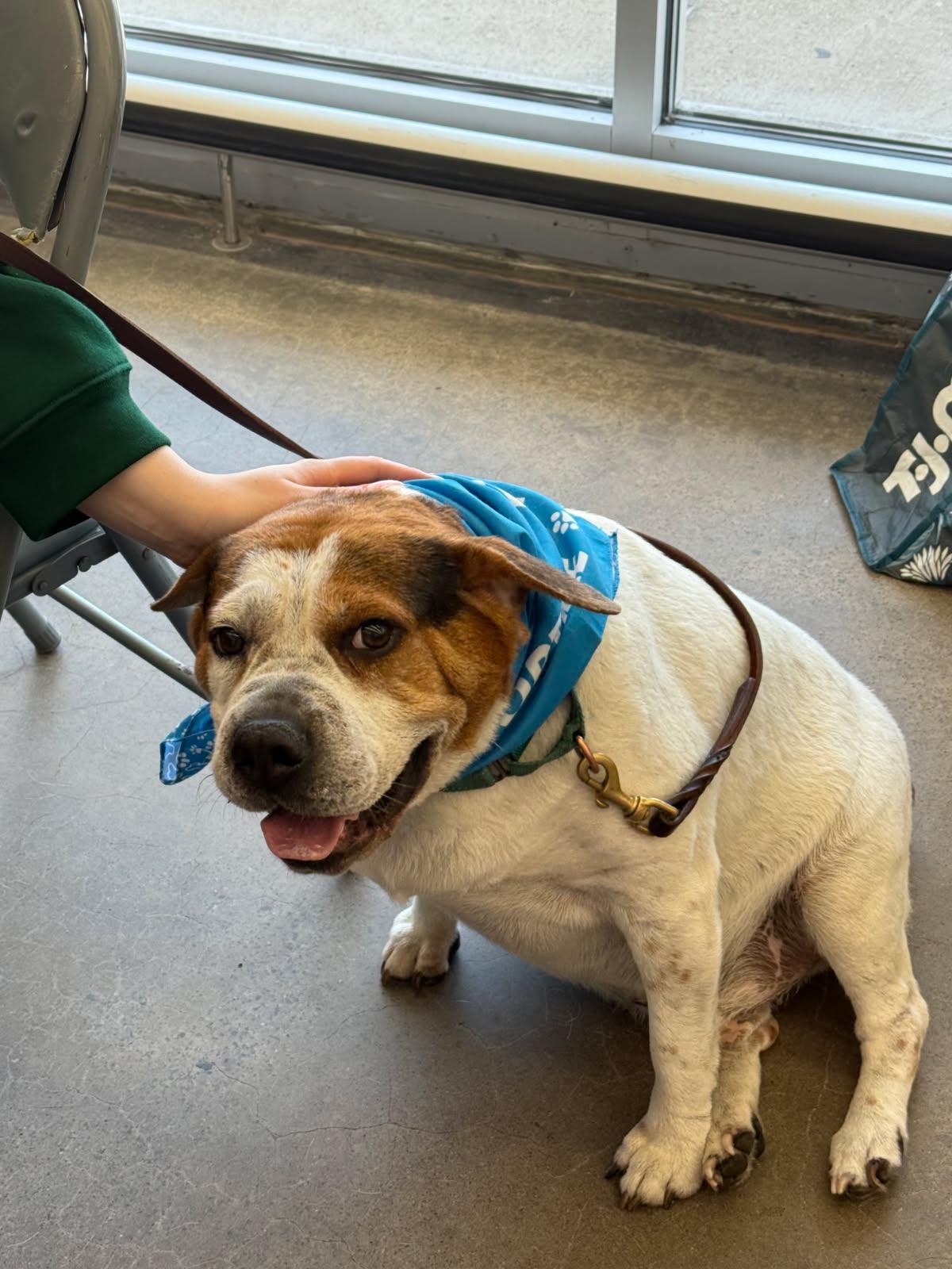Sonic, an adoptable Beagle, Shar-Pei in Scranton, PA, 18505 | Photo Image 1