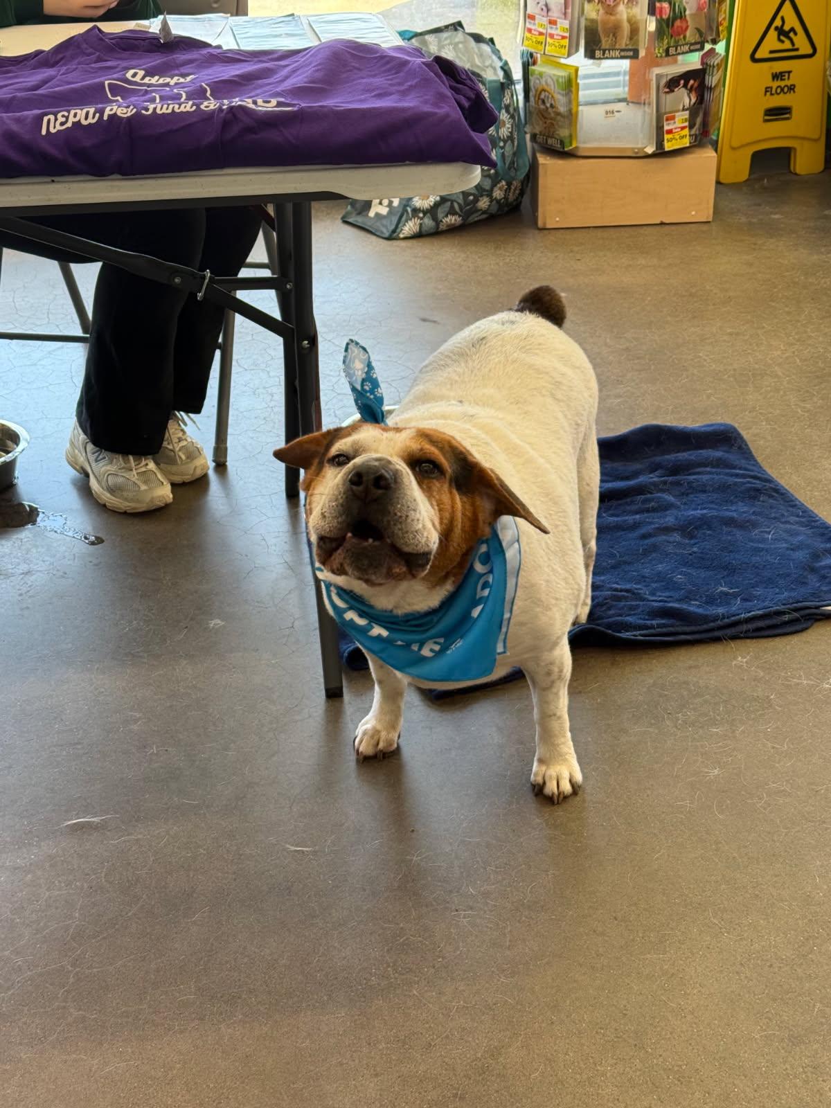 Sonic, an adoptable Beagle, Shar-Pei in Scranton, PA, 18505 | Photo Image 2