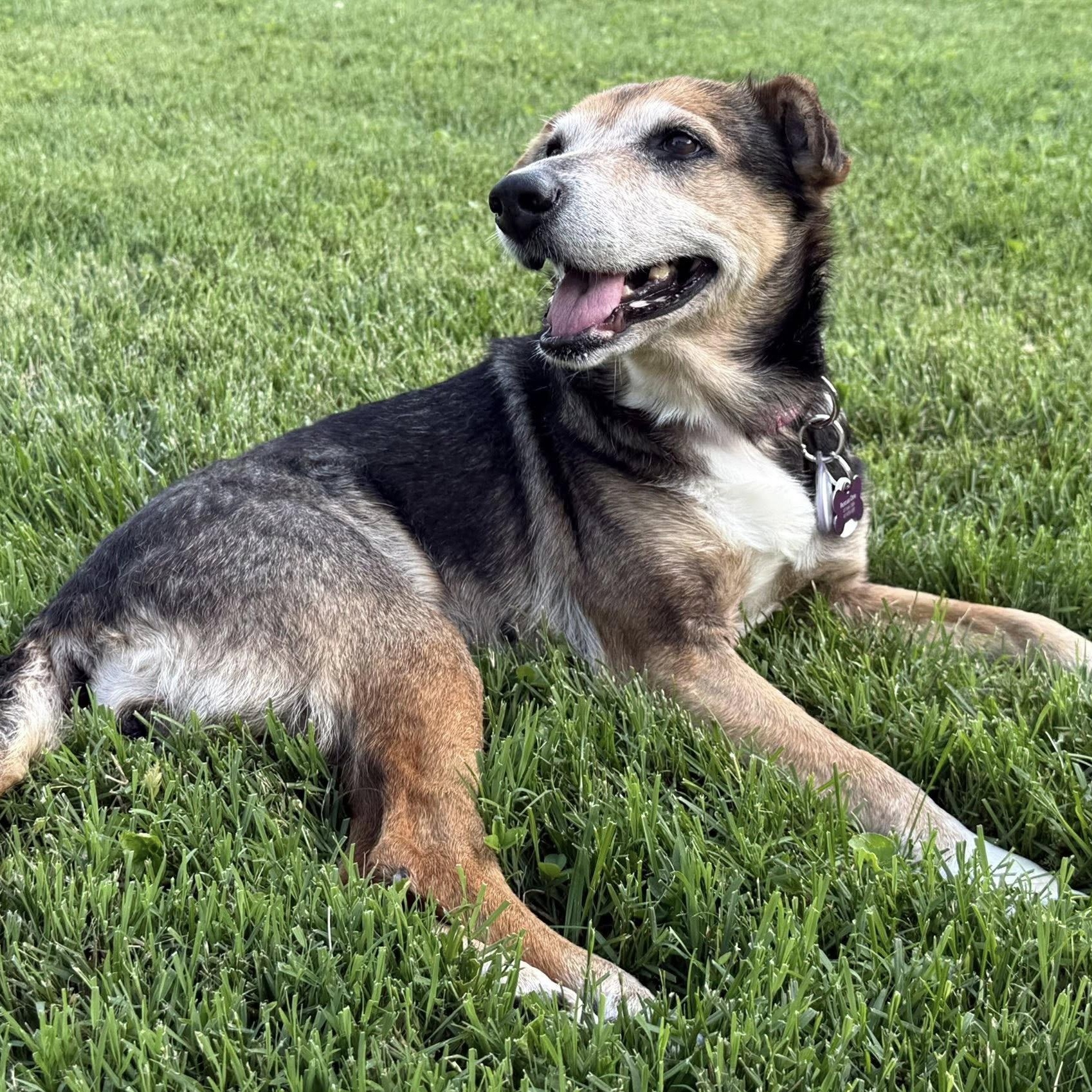 Nora, Adoptable, Senior Female Rat Terrier & Australian Cattle Dog / Blue Heeler.
