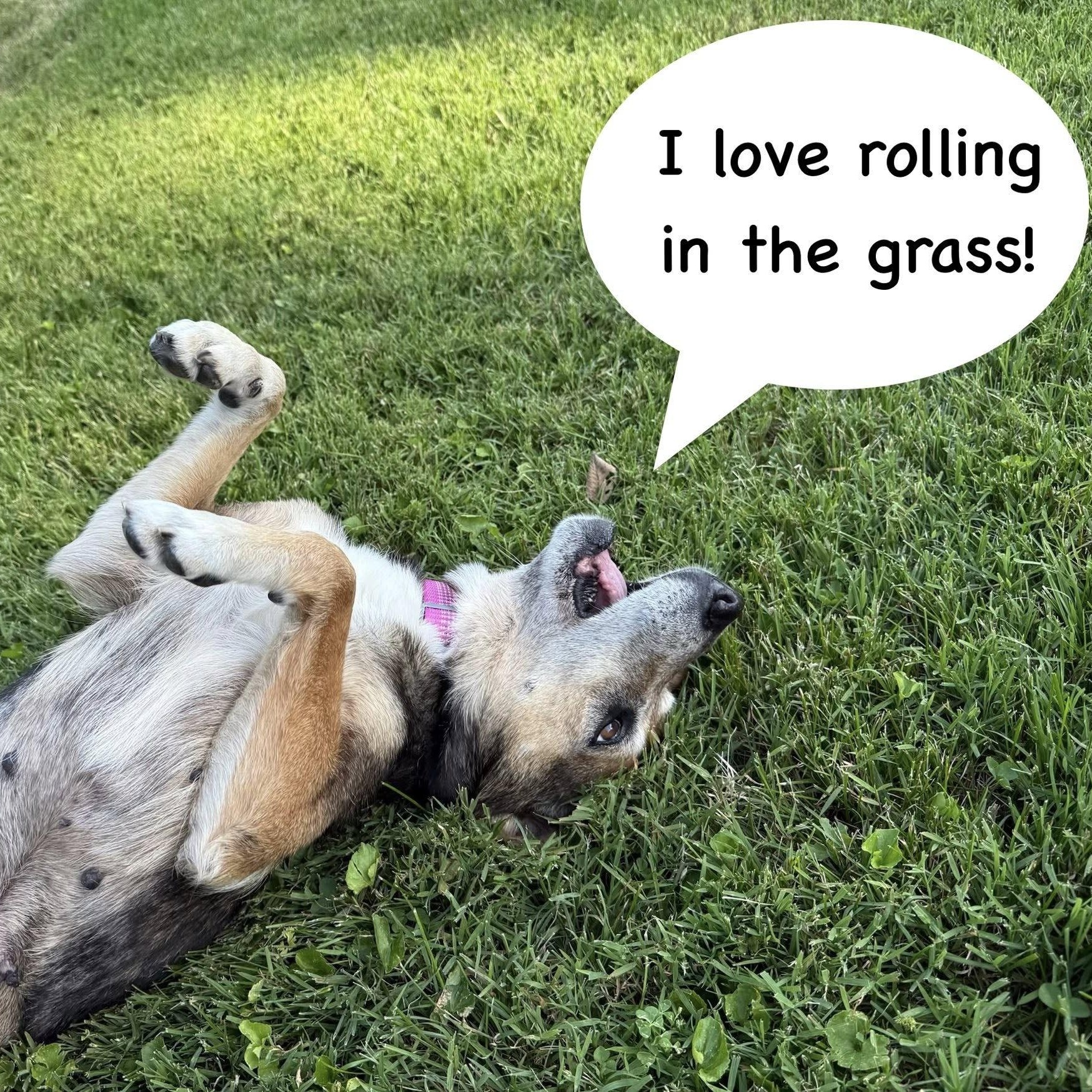 Enlarge Nora, a Adoptable mixed breed in Springfield, MO image 2/6