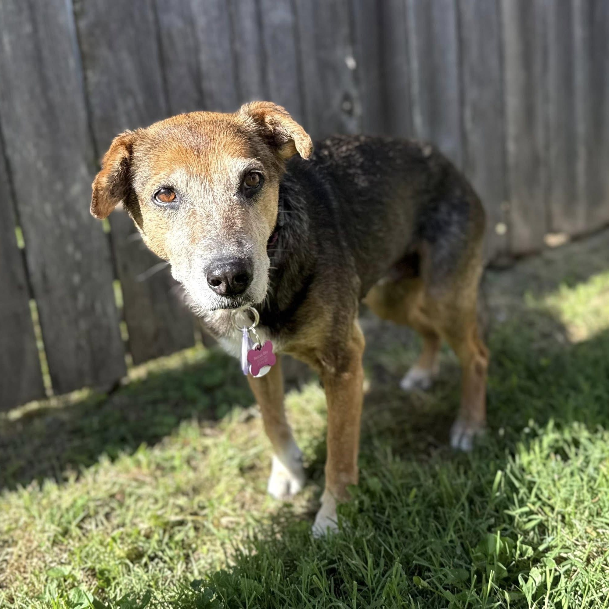 Enlarge Nora, a Adoptable mixed breed in Springfield, MO image 3/6