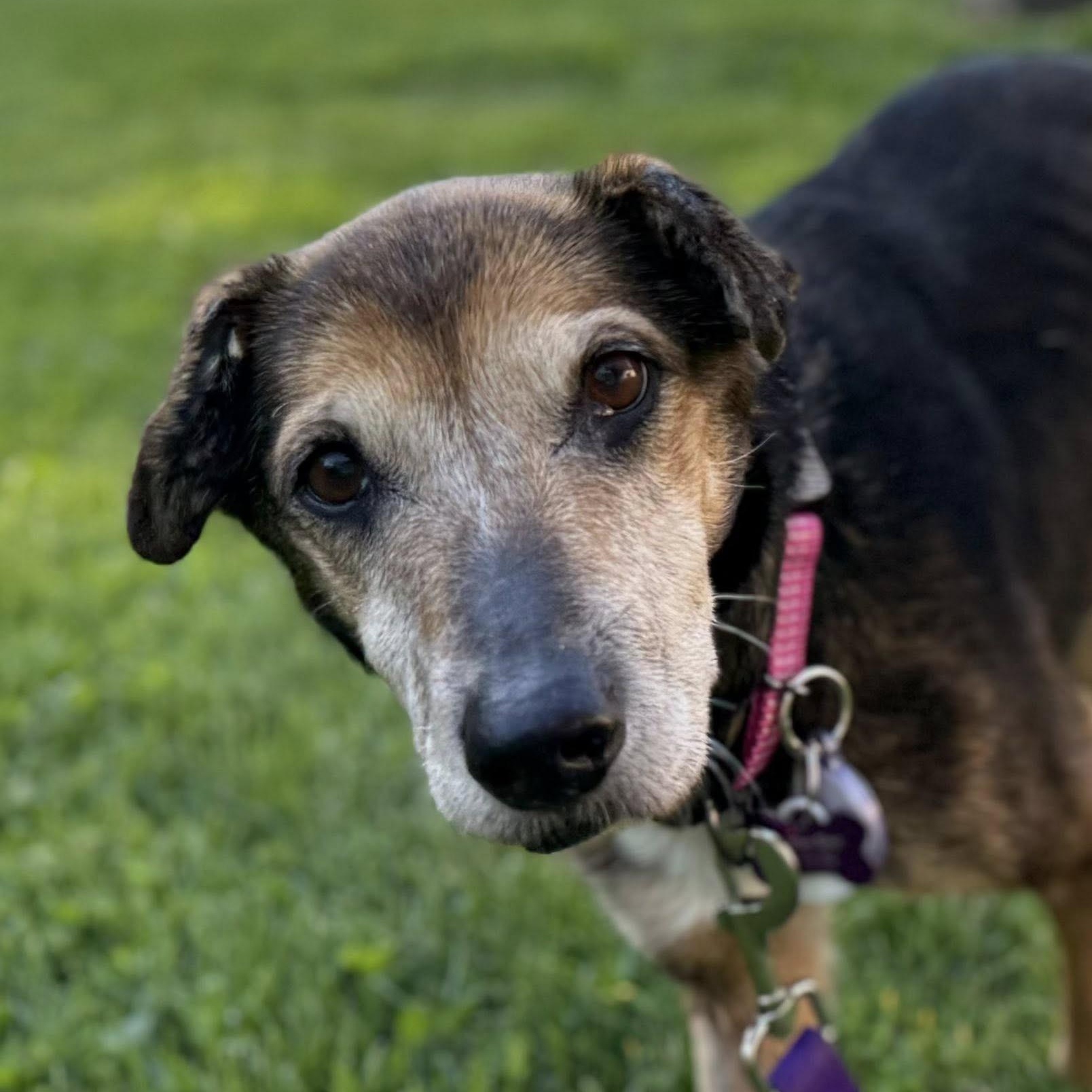 Enlarge Nora, a Adoptable mixed breed in Springfield, MO image 6/6