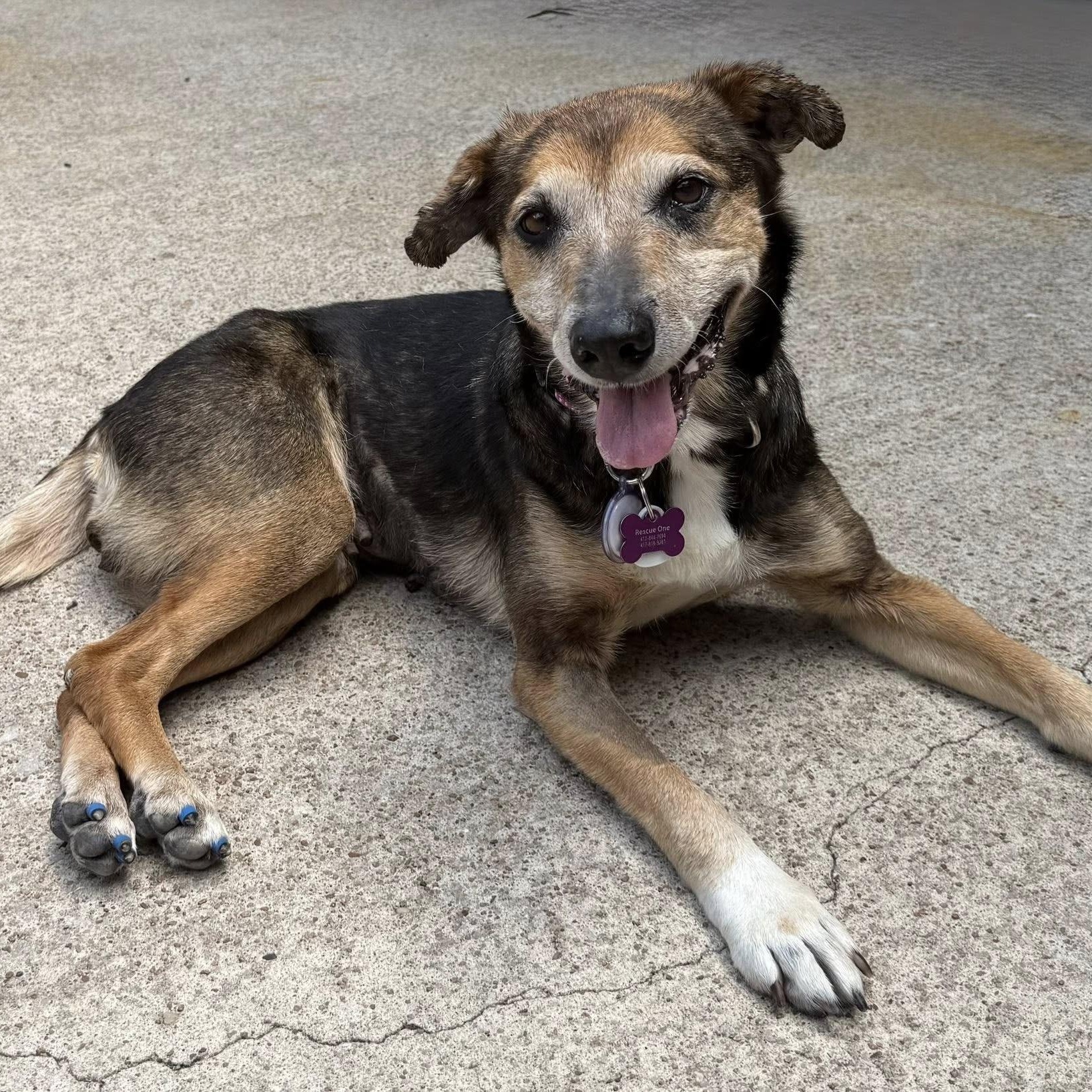 Enlarge Nora, a Adoptable mixed breed in Springfield, MO image 4/6