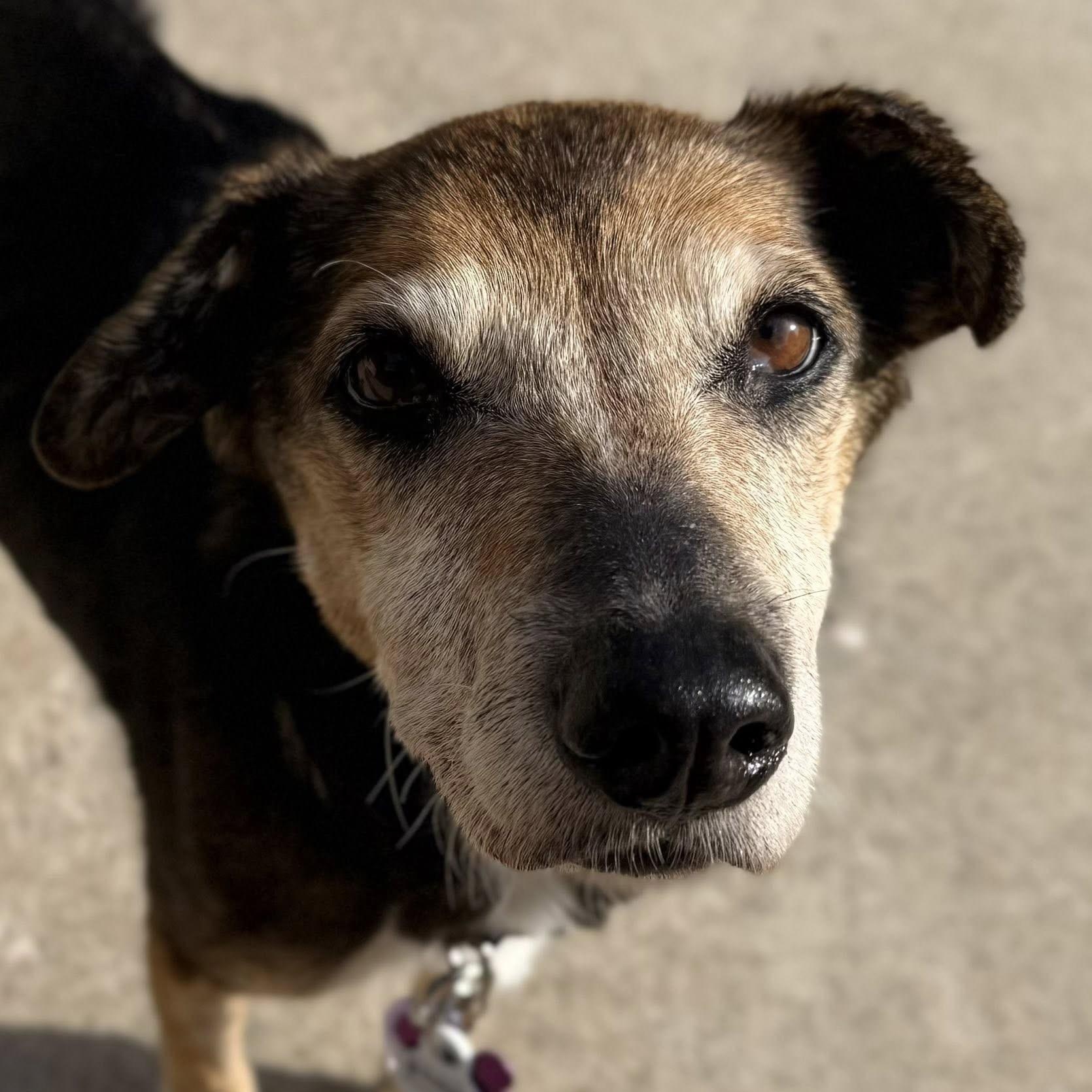 Enlarge Nora, a Adoptable mixed breed in Springfield, MO image 5/6