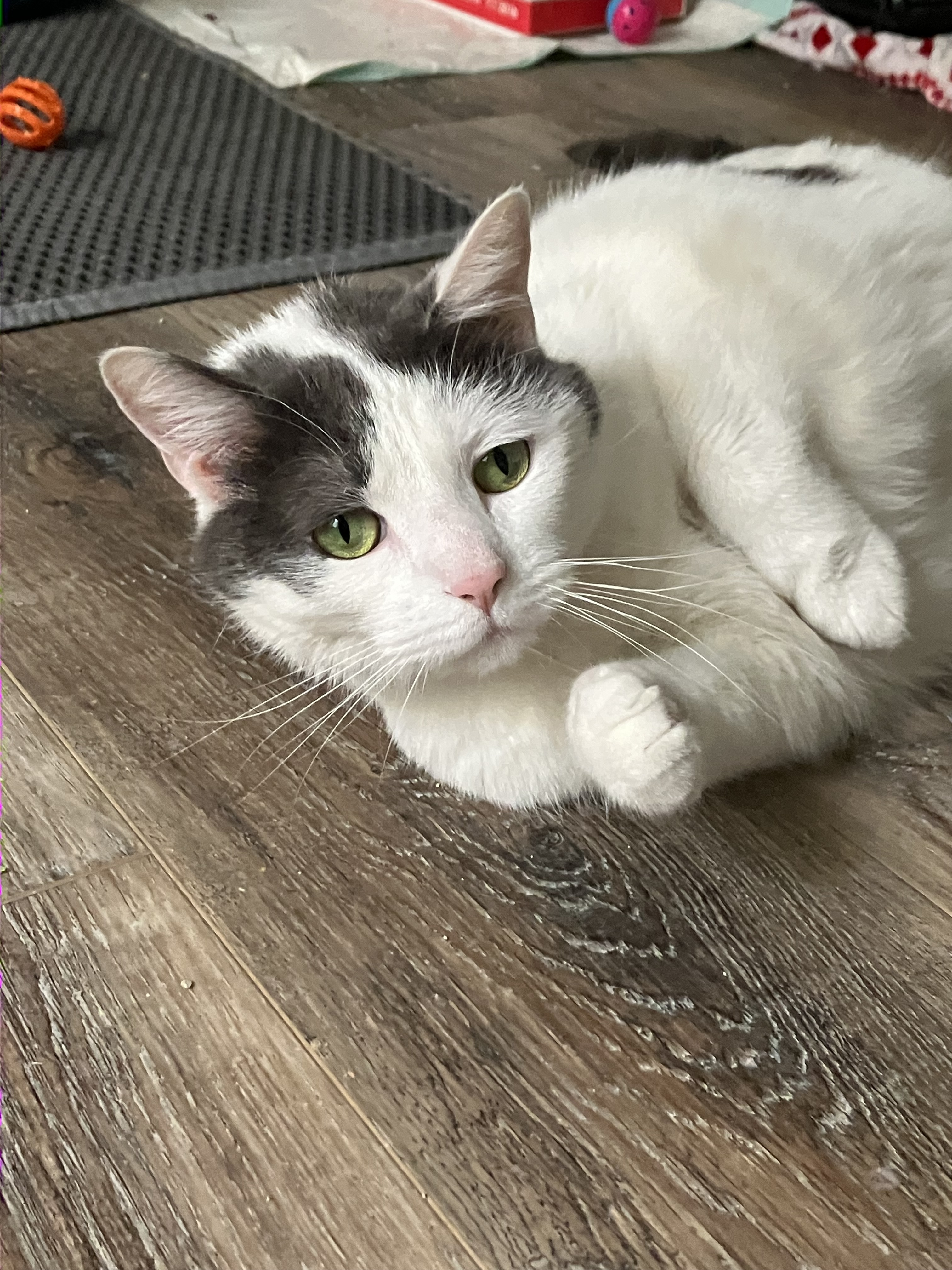 Uni Kitty , Adoptable, Senior Female American Shorthair.