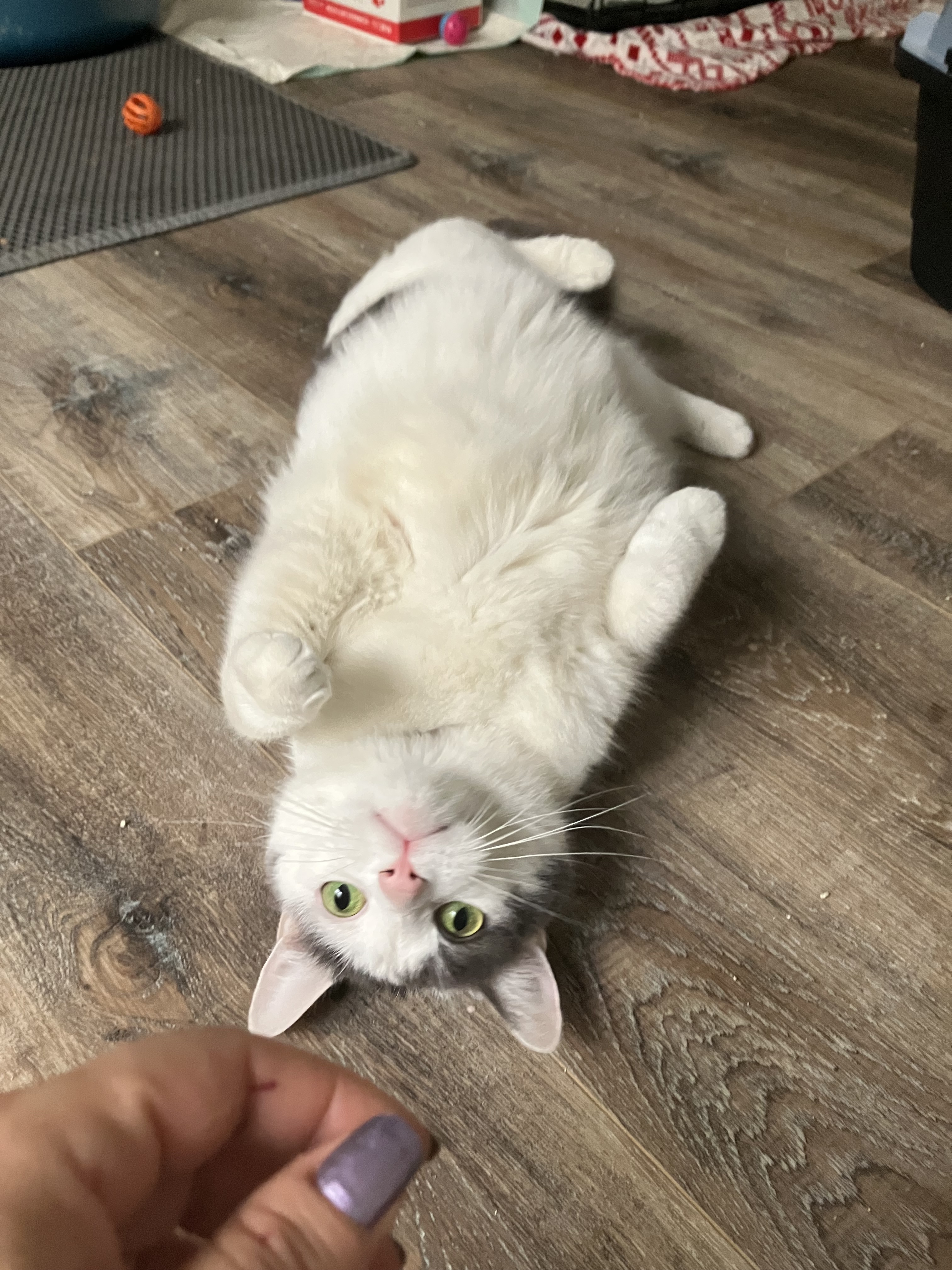 Uni Kitty , a Adoptable American Shorthair in Mount Airy, MD image 2/5