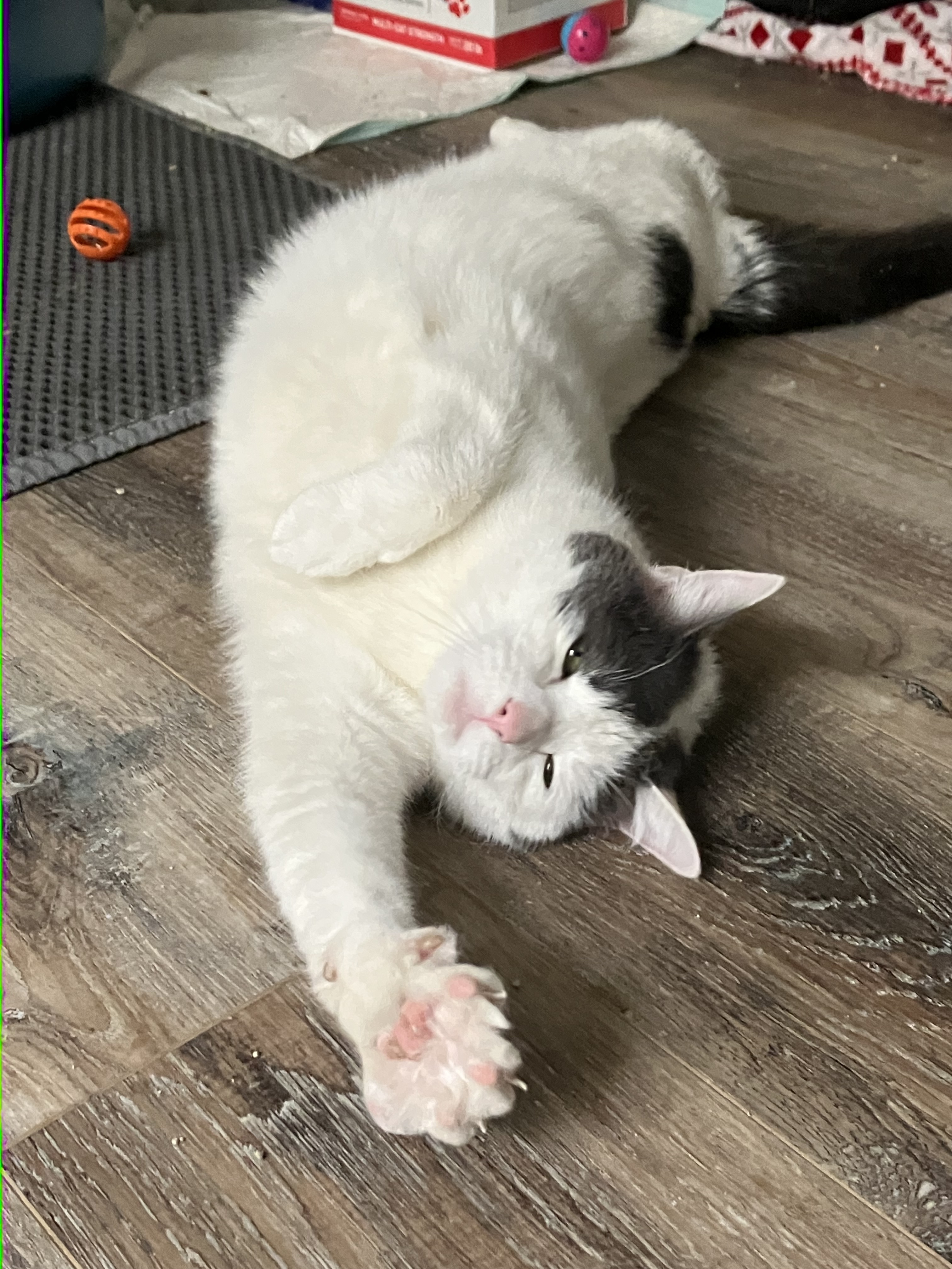 Uni Kitty , a Adoptable American Shorthair in Mount Airy, MD image 4/5