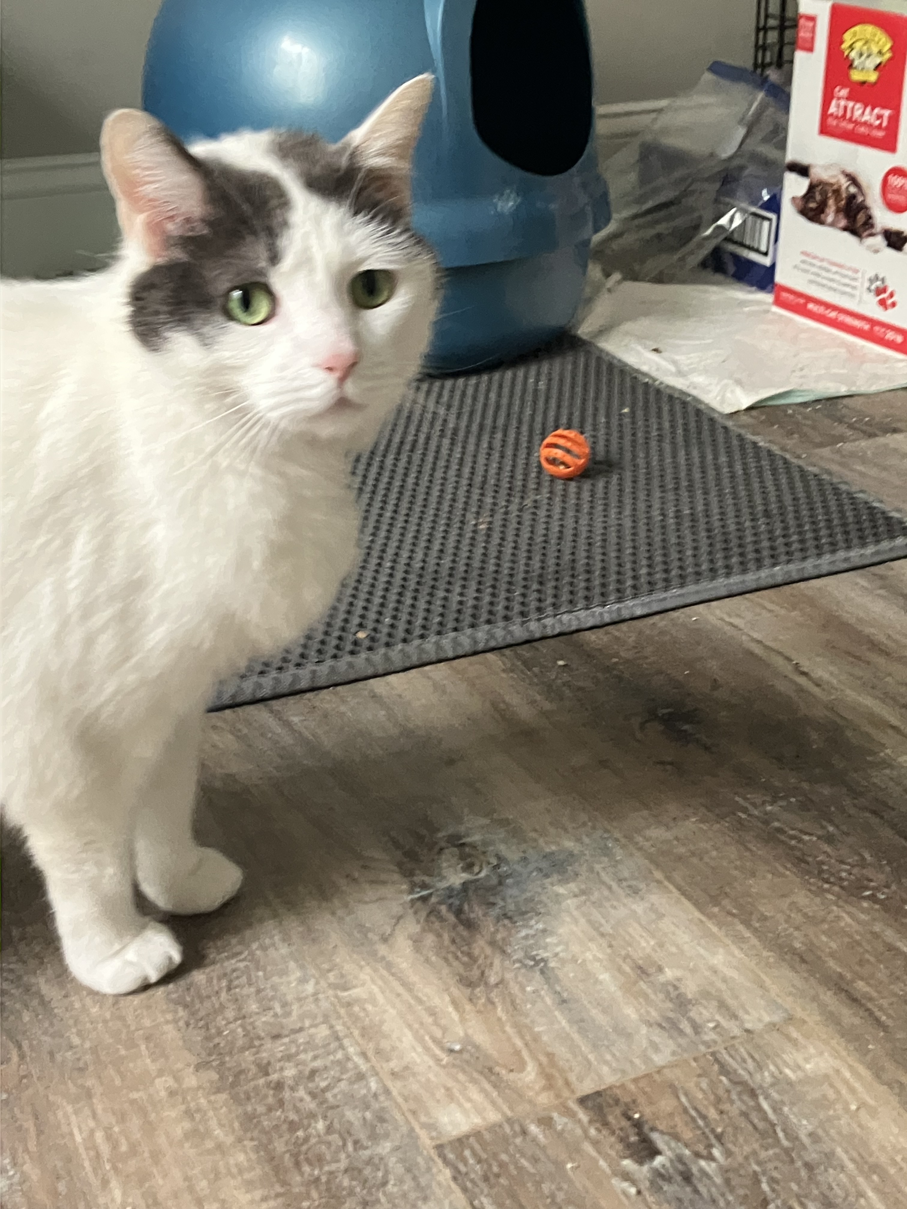 Uni Kitty , a Adoptable American Shorthair in Mount Airy, MD image 5/5