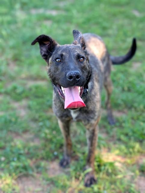 Enlarge ZURI, a Adoptable mixed breed in Sacramento, CA image 1/1