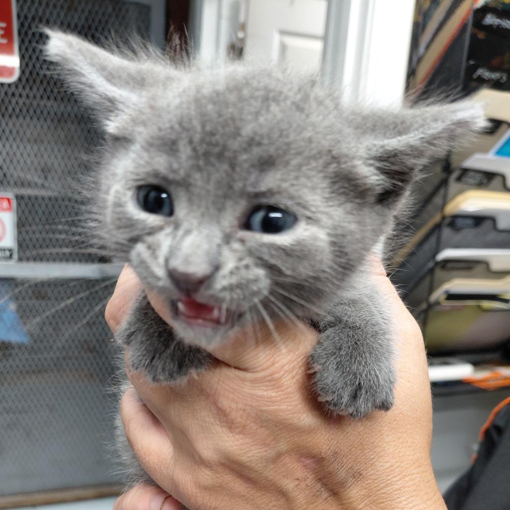Enlarge Storm, a Adoptable Domestic Short Hair in Springtown, TX image 1/5