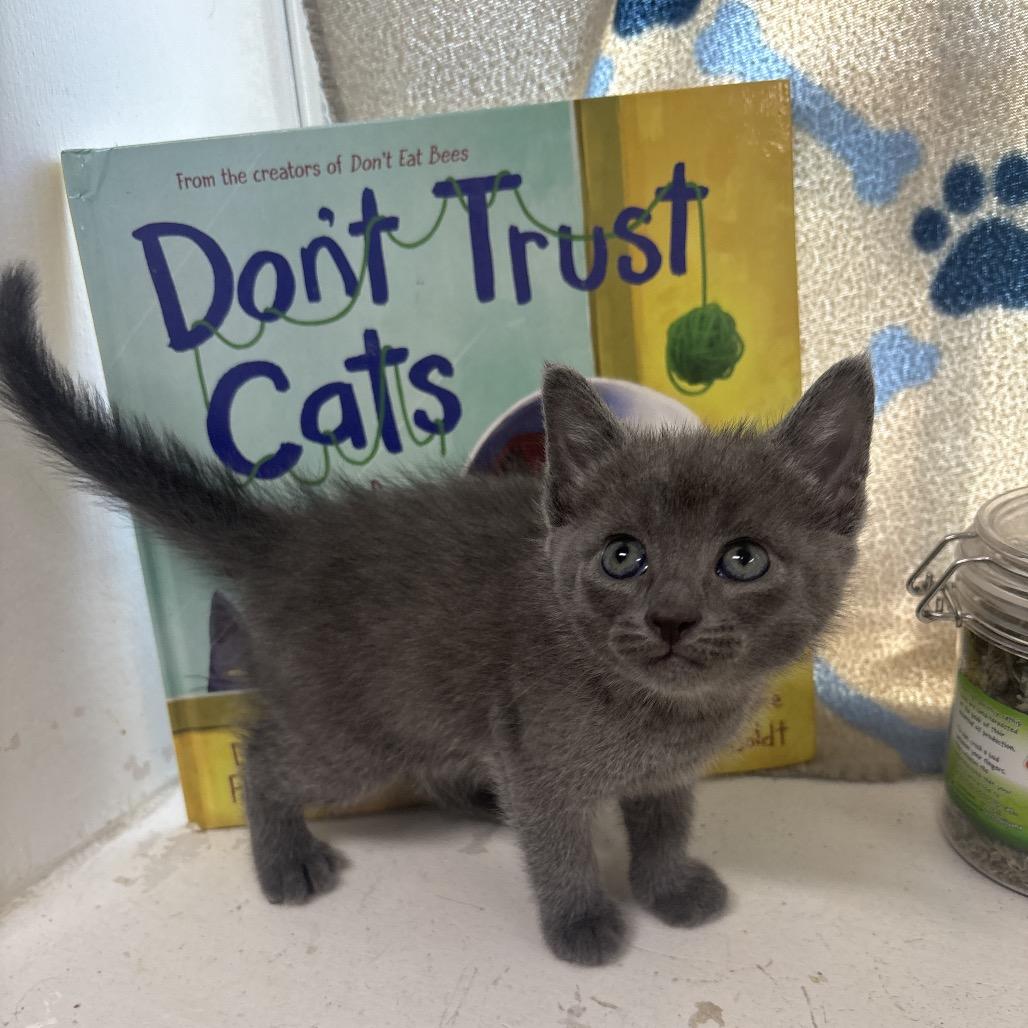 Enlarge Storm, a Adoptable Domestic Short Hair in Springtown, TX image 5/5