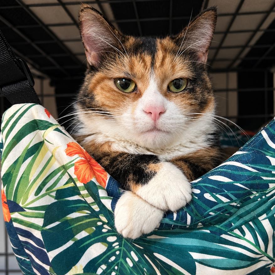 Doodle, Adoptable, Adult Female Domestic Short Hair.