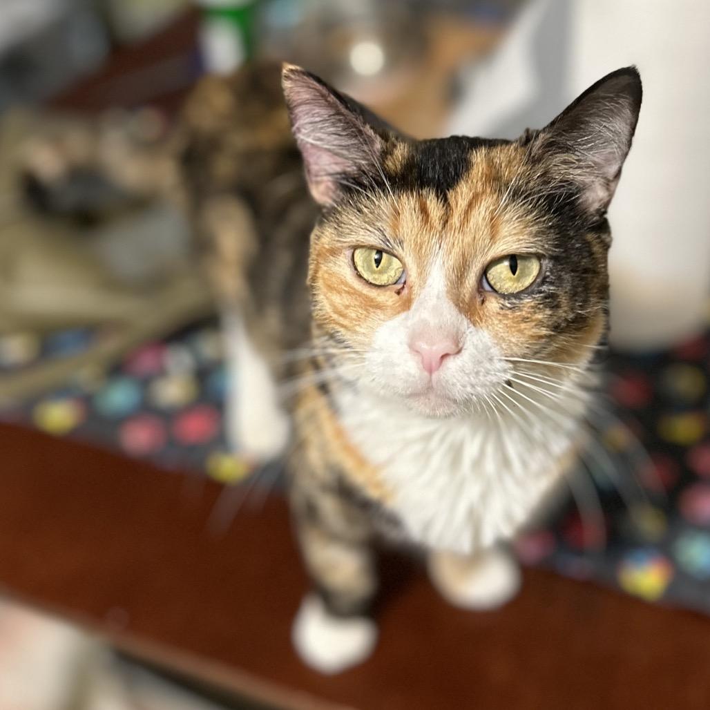 Doodle, Adoptable, Adult Female Domestic Short Hair.
