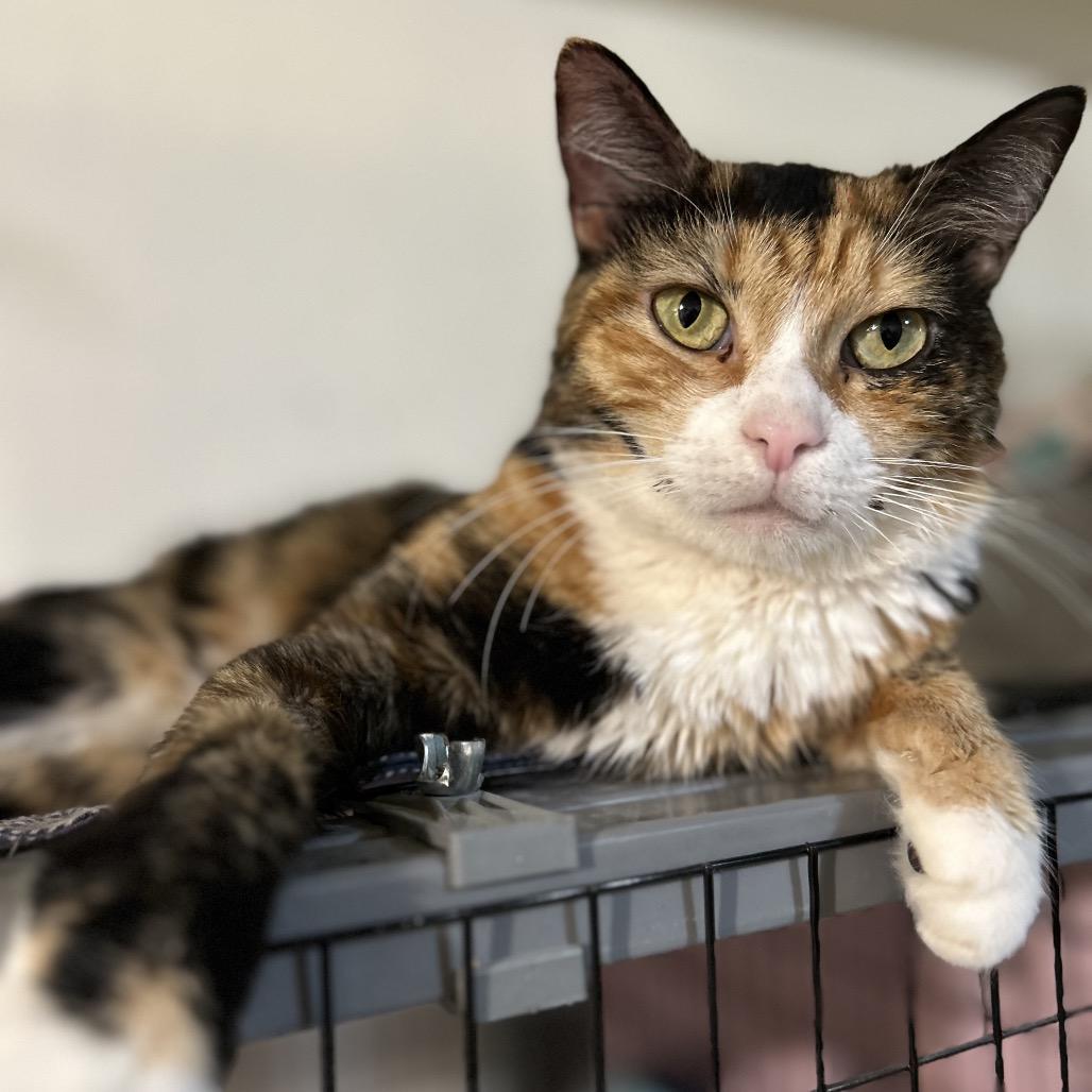 Enlarge Doodle, a Adoptable Domestic Short Hair in Bountiful, UT image 2/4