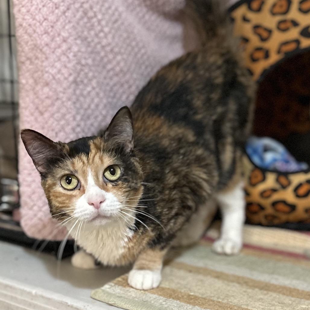 Enlarge Doodle, a Adoptable Domestic Short Hair in Bountiful, UT image 3/4
