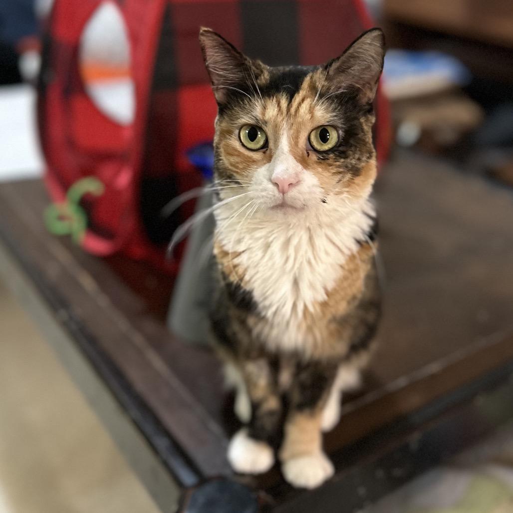 Enlarge Doodle, a Adoptable Domestic Short Hair in Bountiful, UT image 4/4