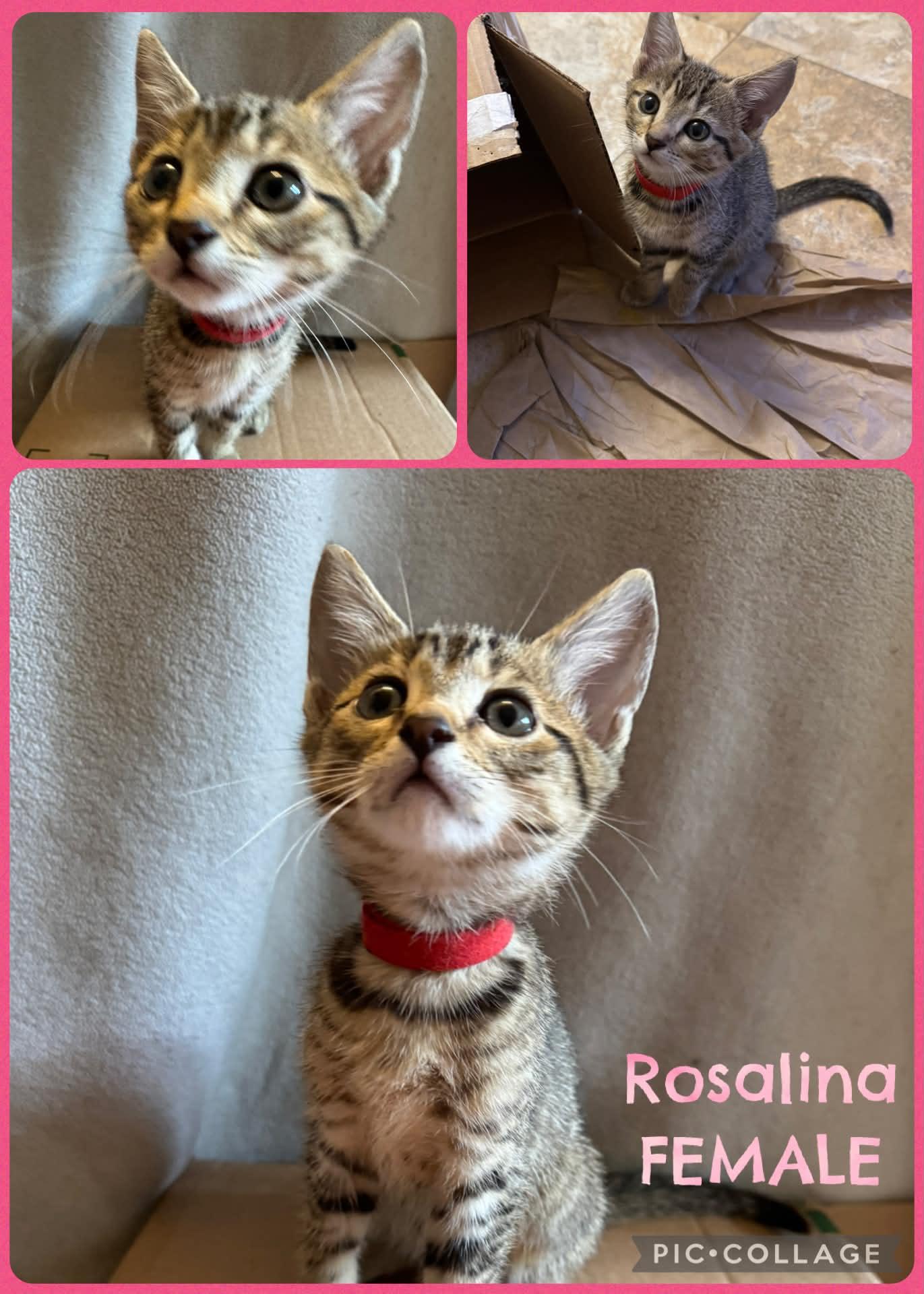 Rosalind, ADOPTABLE, Kitten Female Tabby.