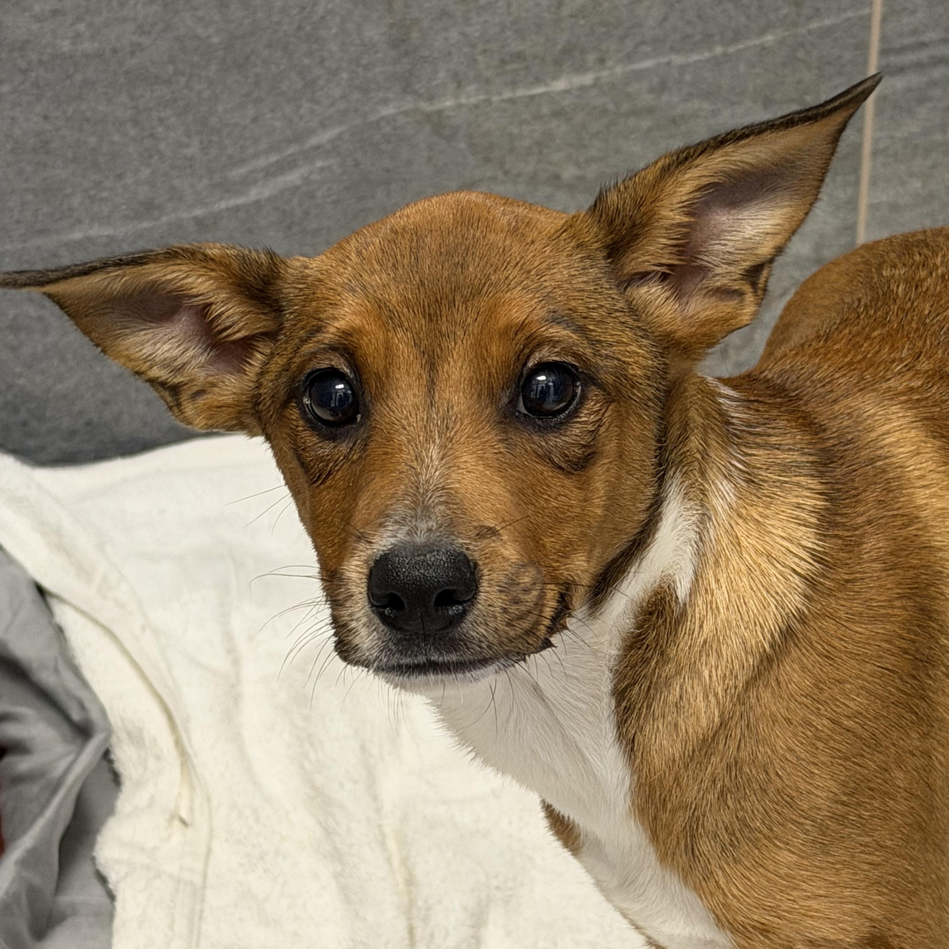 Bilby, Adopted, Puppy Female Mixed Breed.