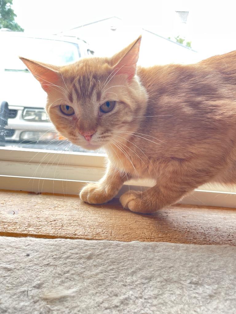 Ferret, Adoptable, Young Male Domestic Short Hair.