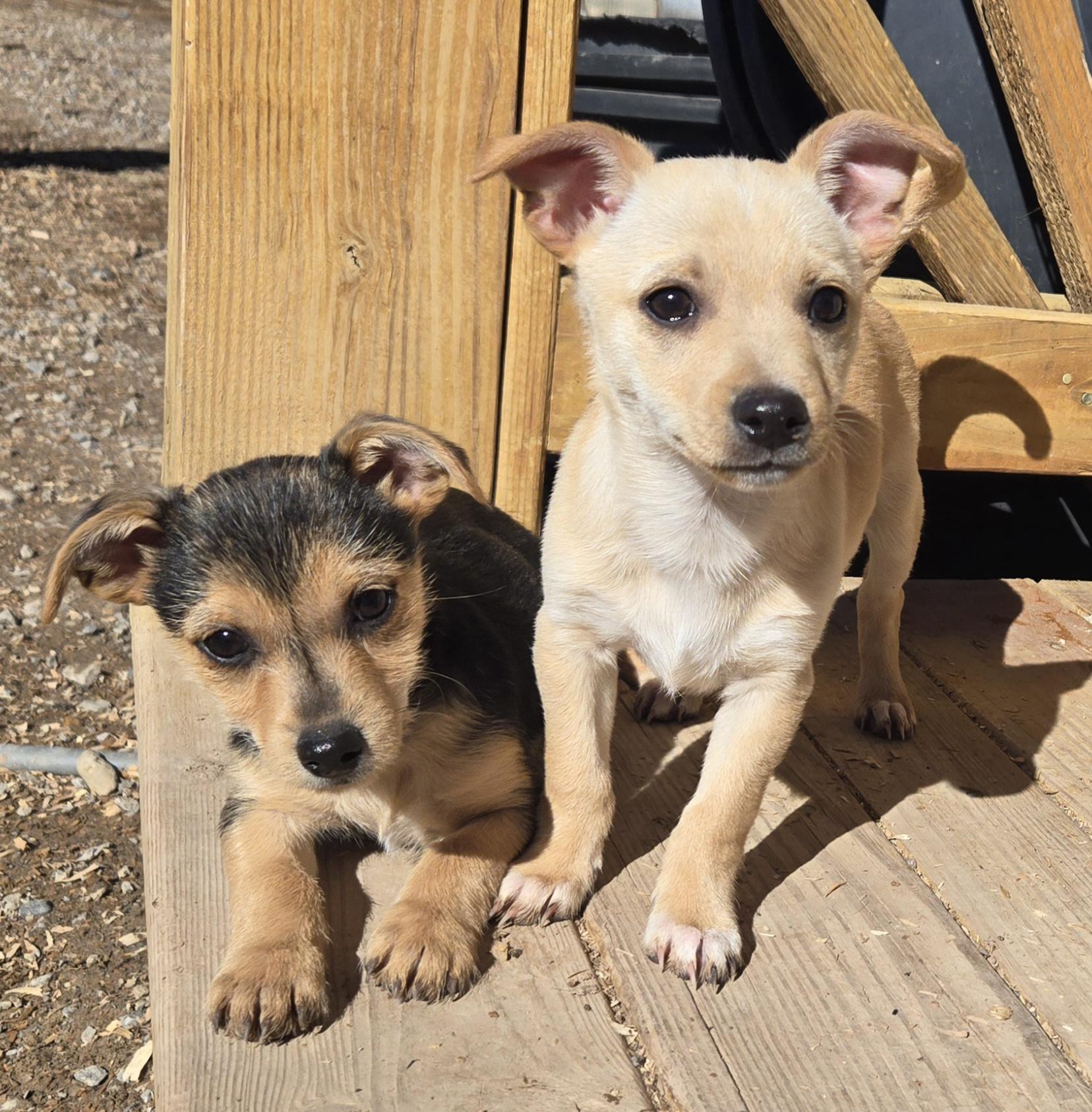 **TOPPLE, ADOPTABLE, Puppy Male Chihuahua & Miniature Schnauzer.