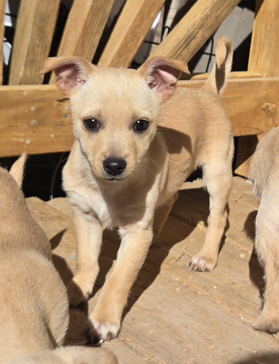 Enlarge **TOPPLE, a ADOPTABLE mixed breed in Peralta, NM image 4/6