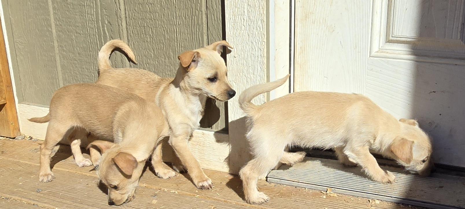 Enlarge **TOPPLE, a ADOPTABLE mixed breed in Peralta, NM image 6/6